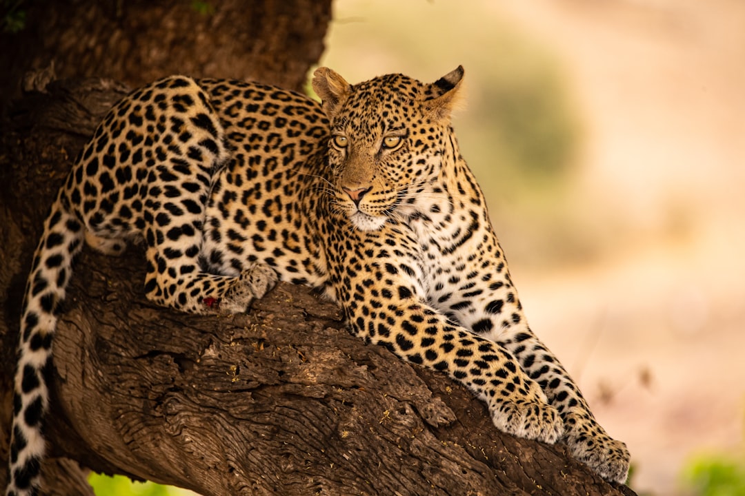 Kalahari Desert Safari, Botswana a leopard resting on a tree branch in the Kalahari Desert, Botswana