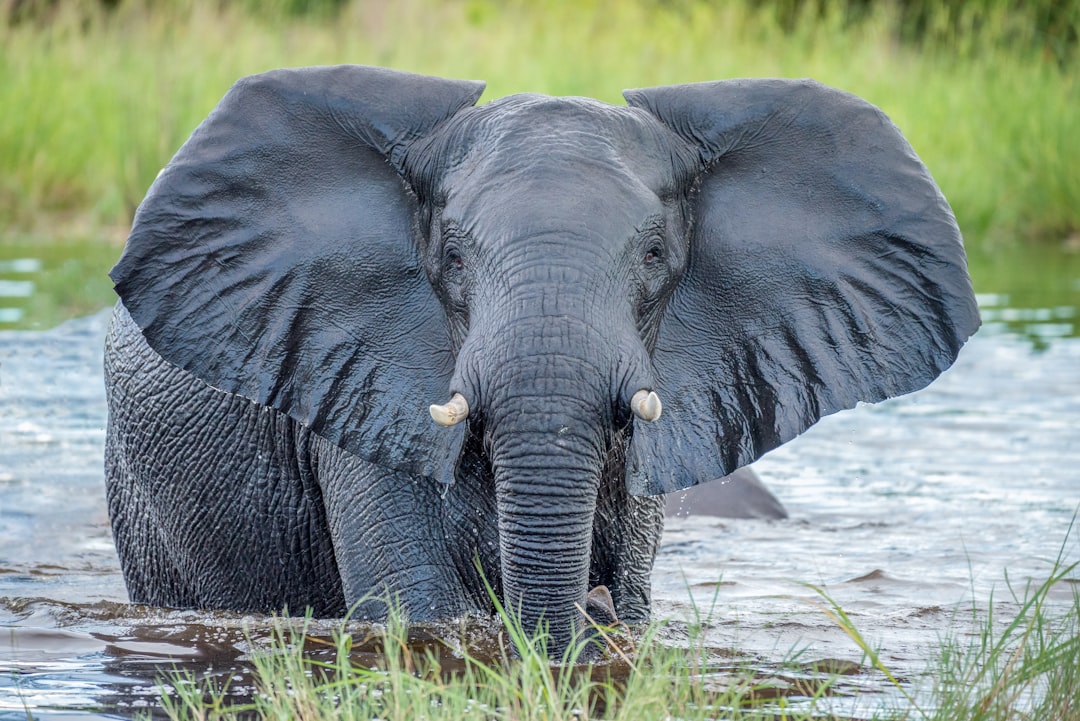 Photo by Felix M. Dorn grey elephant in water